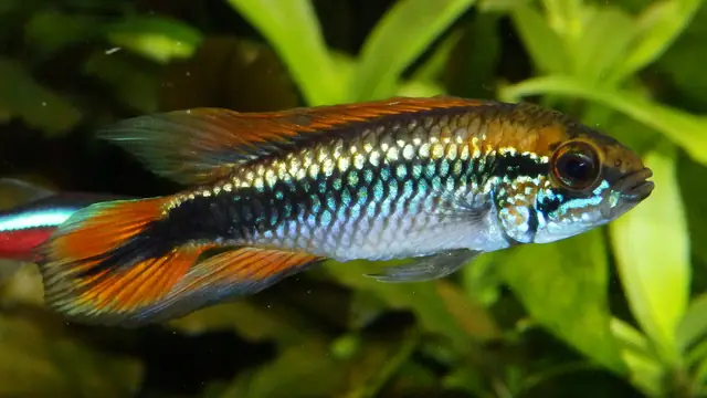 Representative Apistogramma photograph