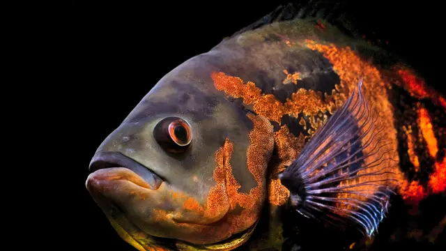 Representative Astronotus photograph