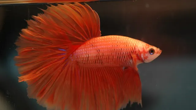 Representative Betta photograph