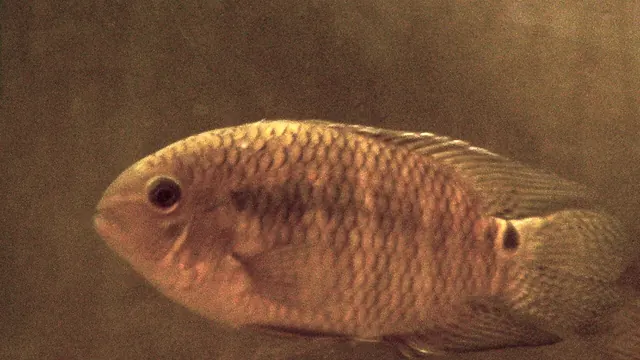 Representative Cichlasoma image