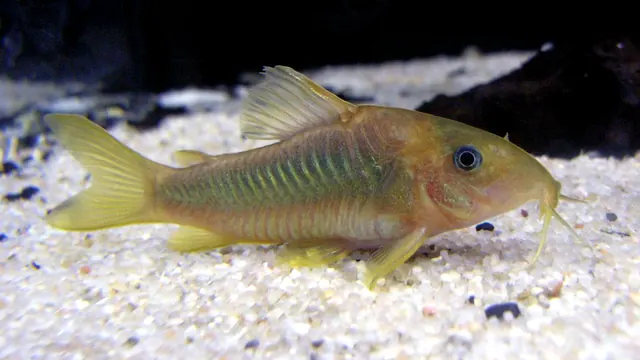Representative Corydoras photograph