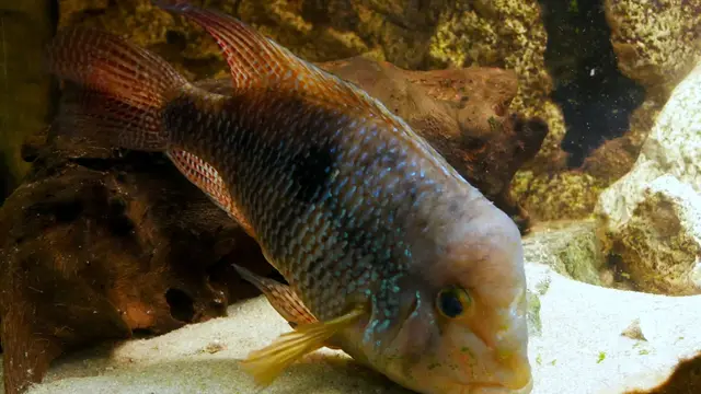 Representative Geophagus photograph