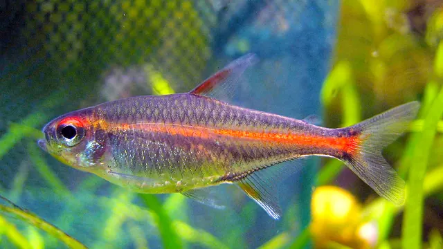 Representative Hemigrammus photograph