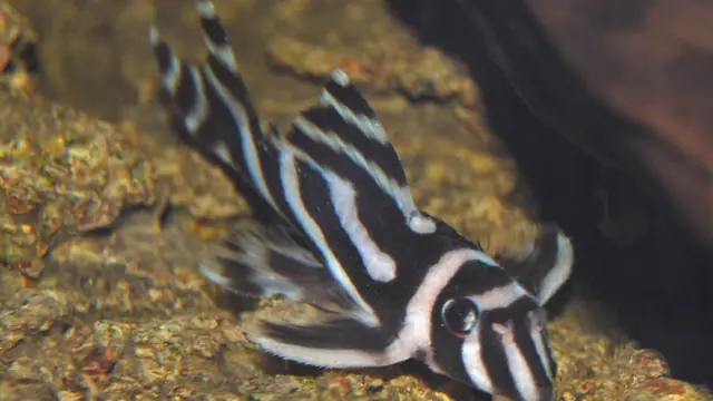 Representative Hypancistrus image