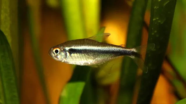 Representative Hyphessobrycon photograph