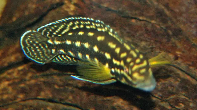 Representative Julidochromis photograph