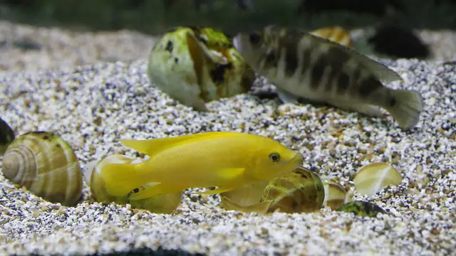 Representative Neolamprologus photograph