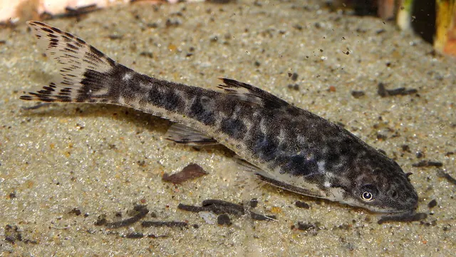 Representative Otocinclus photograph