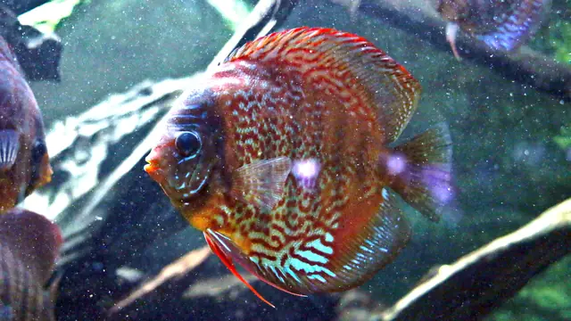 Representative Symphysodon photograph