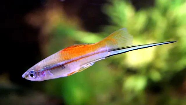 Representative Xiphophorus photograph
